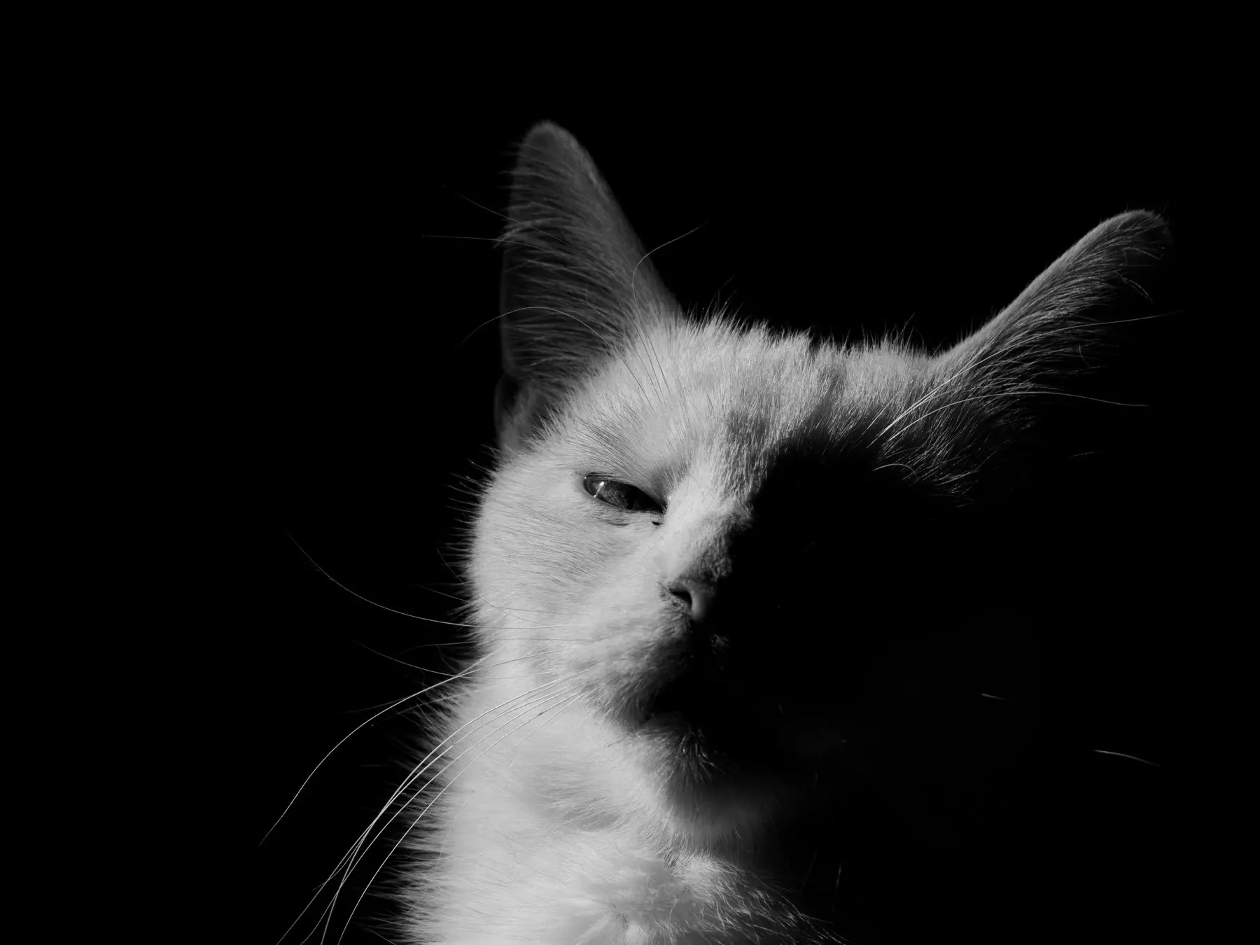A cat in hard side light, photographed in black and white