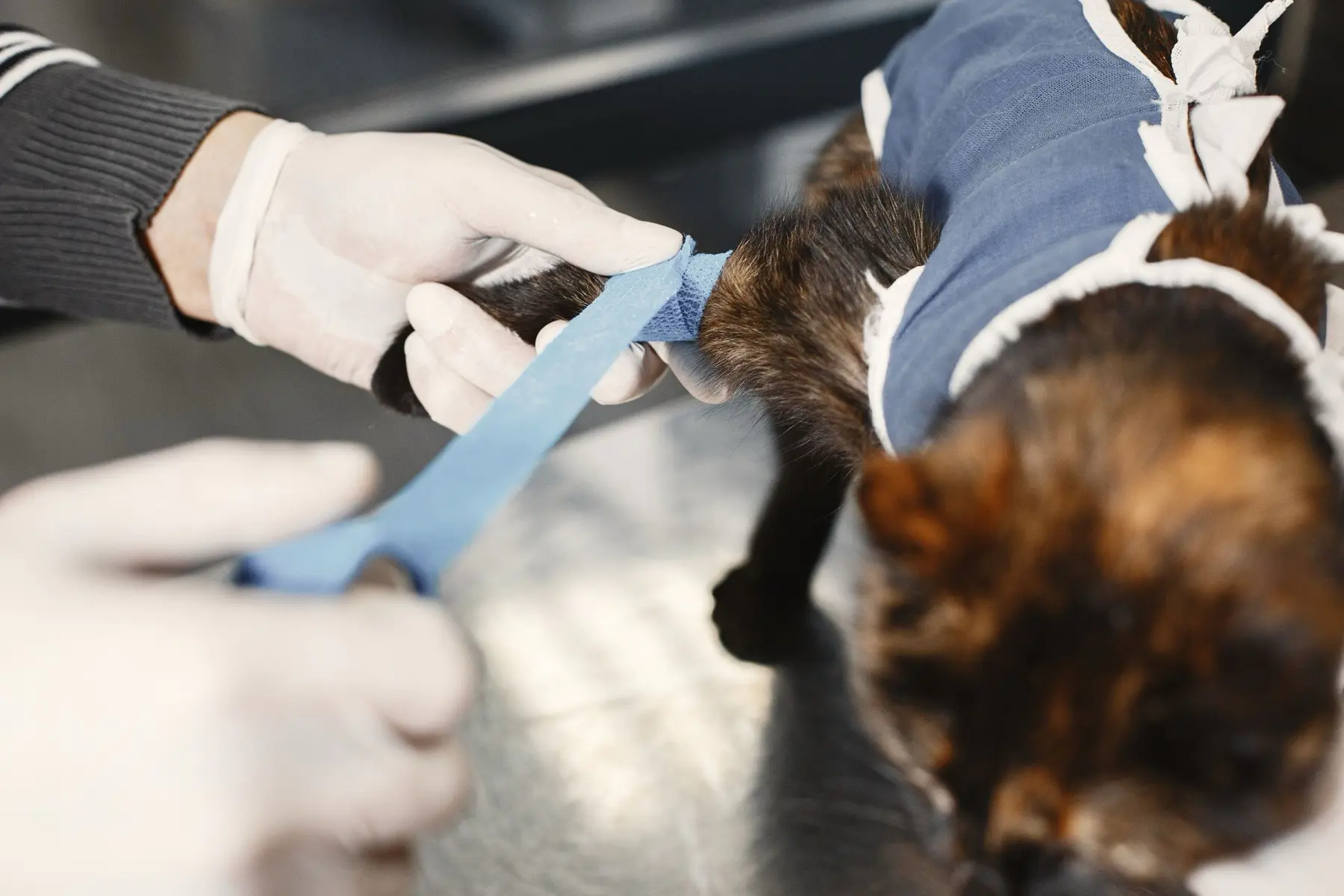 A vet bandaging a cat's paw after surgery
