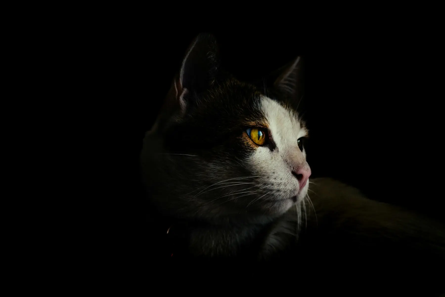 A black and white cat with amber eyes emerging from darkness