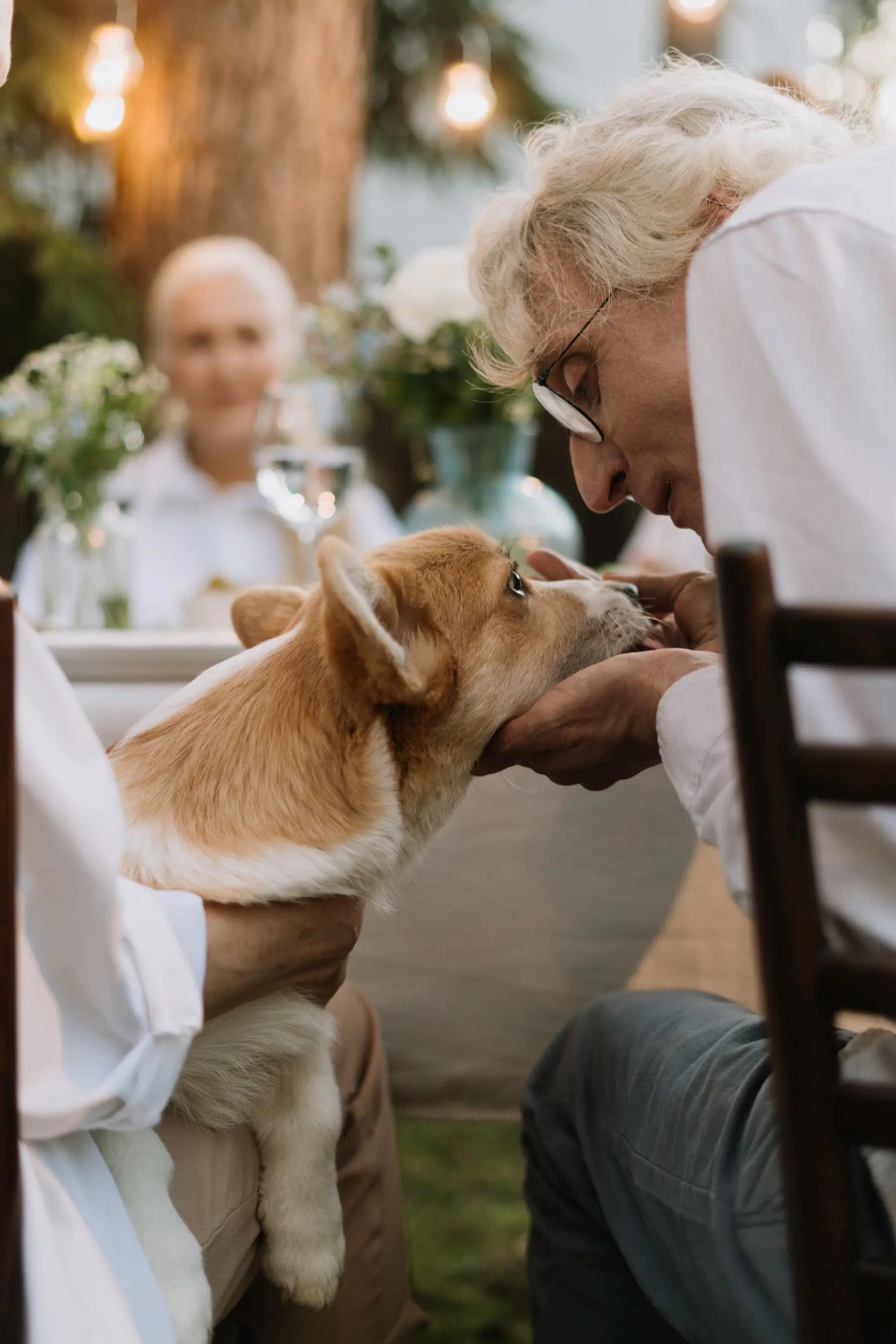 A corgi's face held gently in a pair of hands during a consult