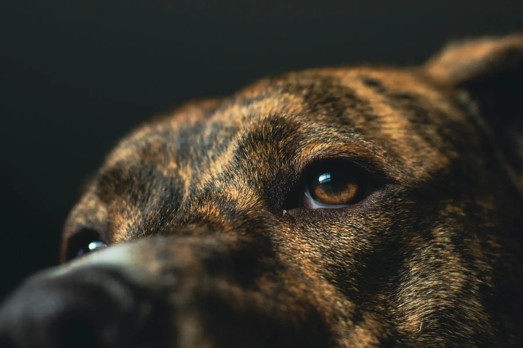 A close crop on a dog's eye, catching a single warm highlight