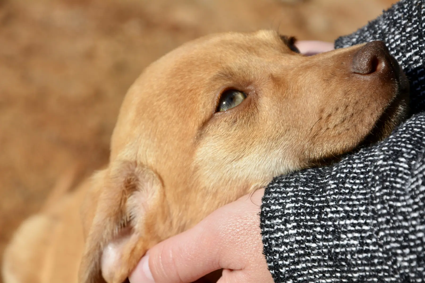 A dog resting its head along its owner's forearm