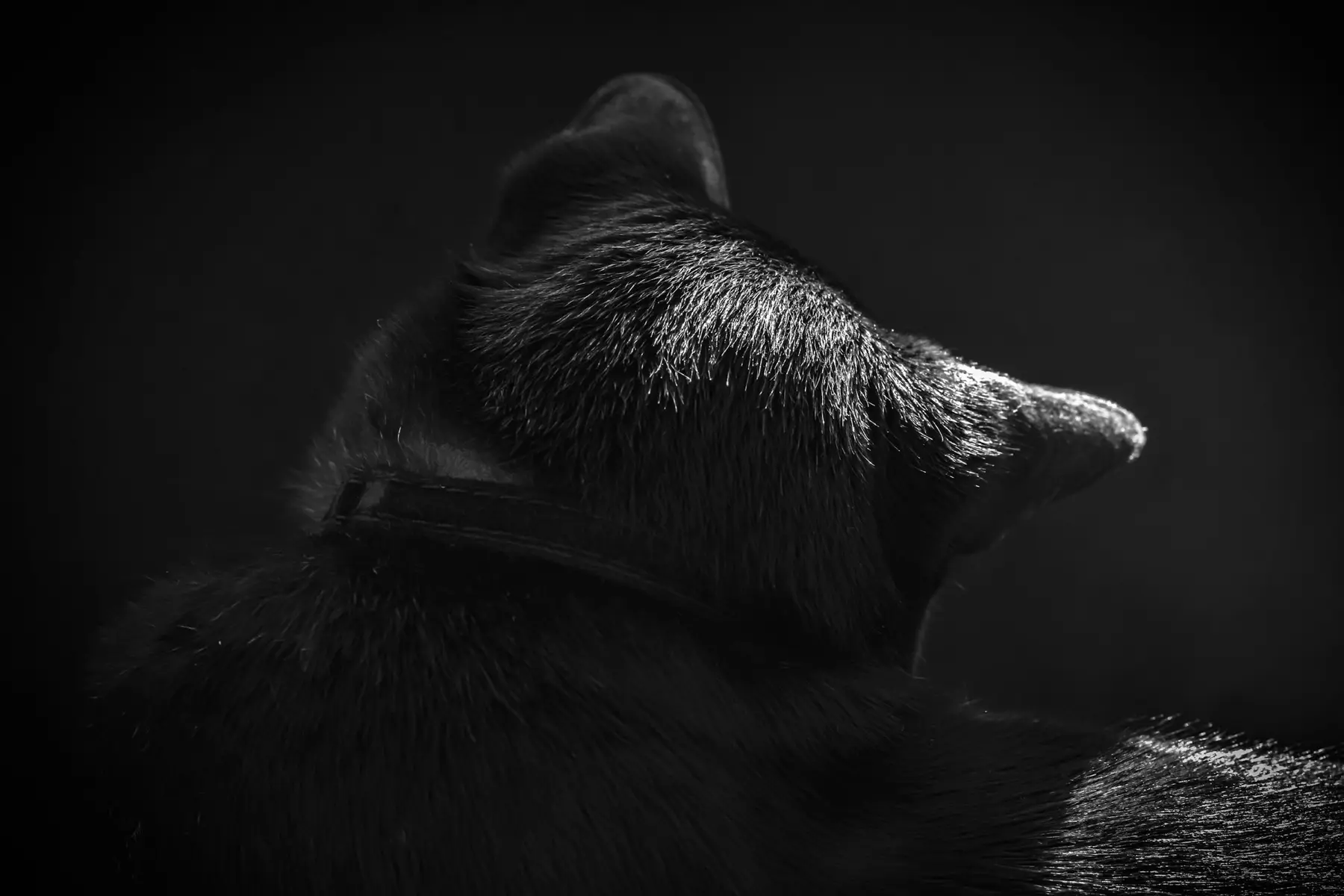 A dog in profile against black, edge lit along the muzzle