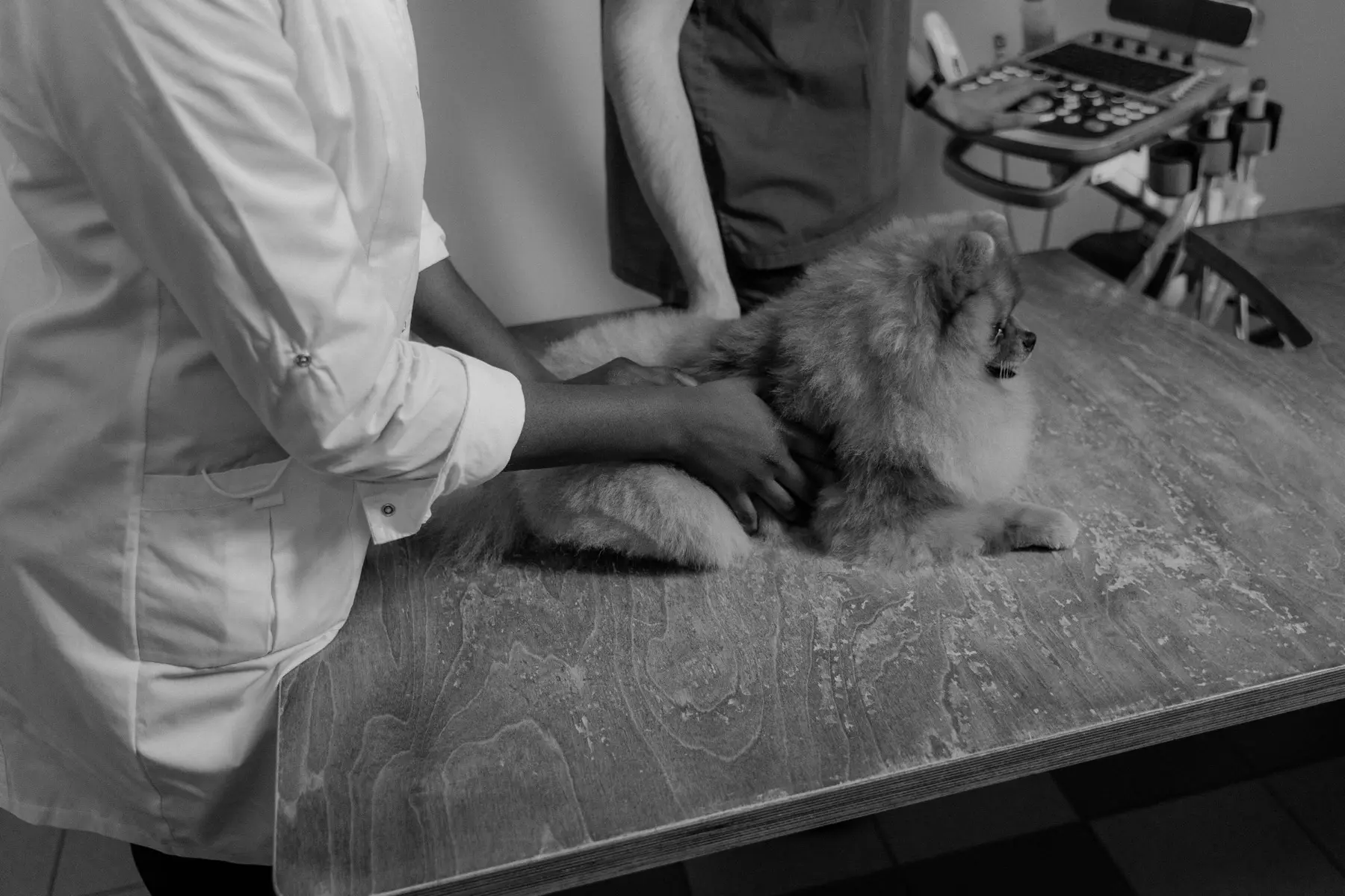 Two vets examining a small dog on a consulting table, in black and white