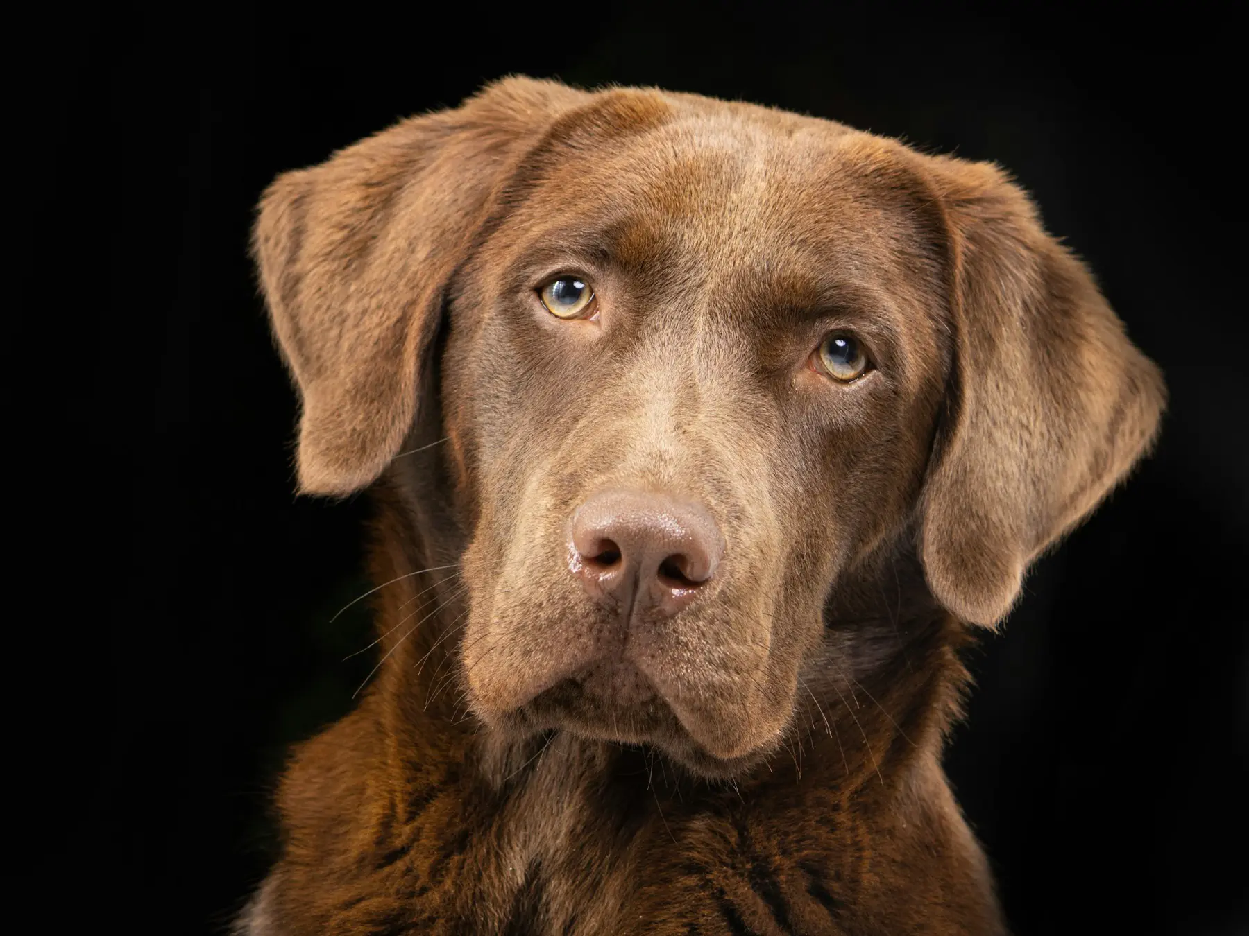 A brown dog watching the camera in low warm light