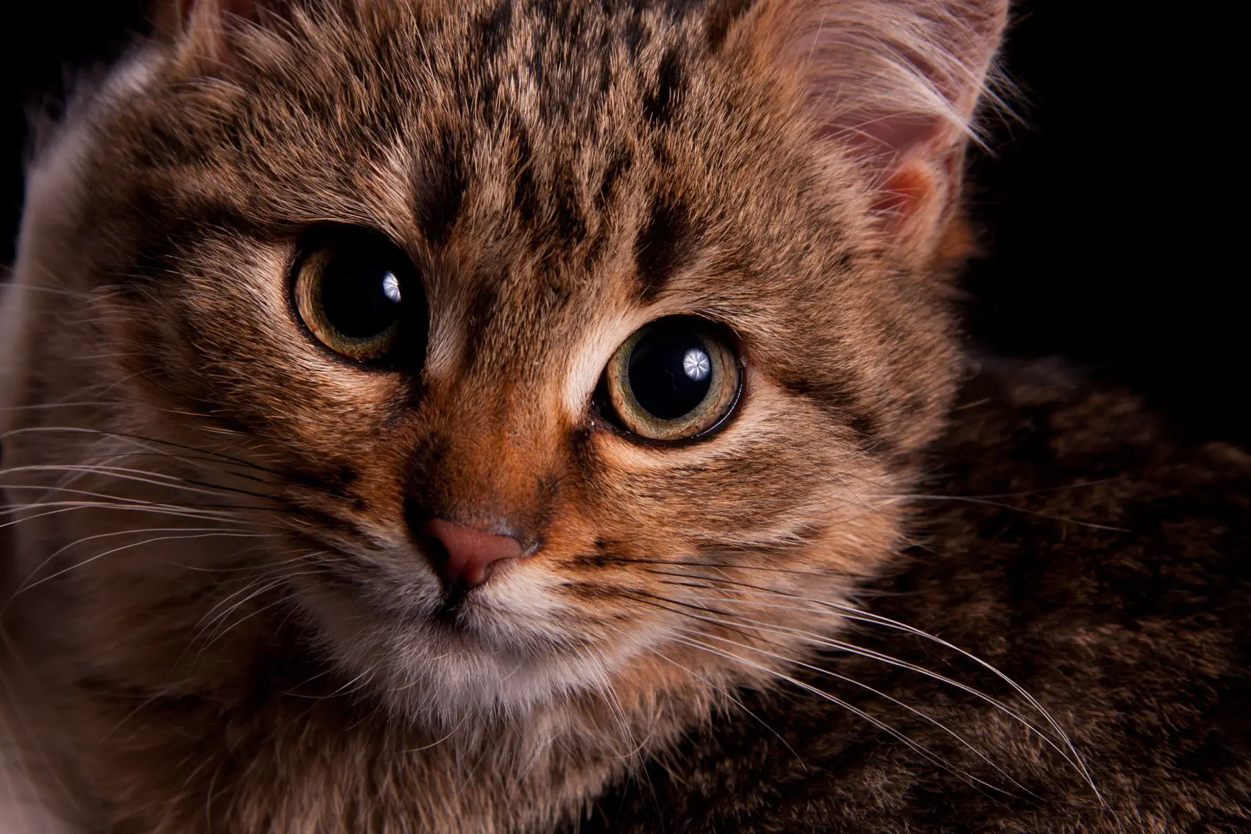 A brown kitten looking at the camera against a dark background