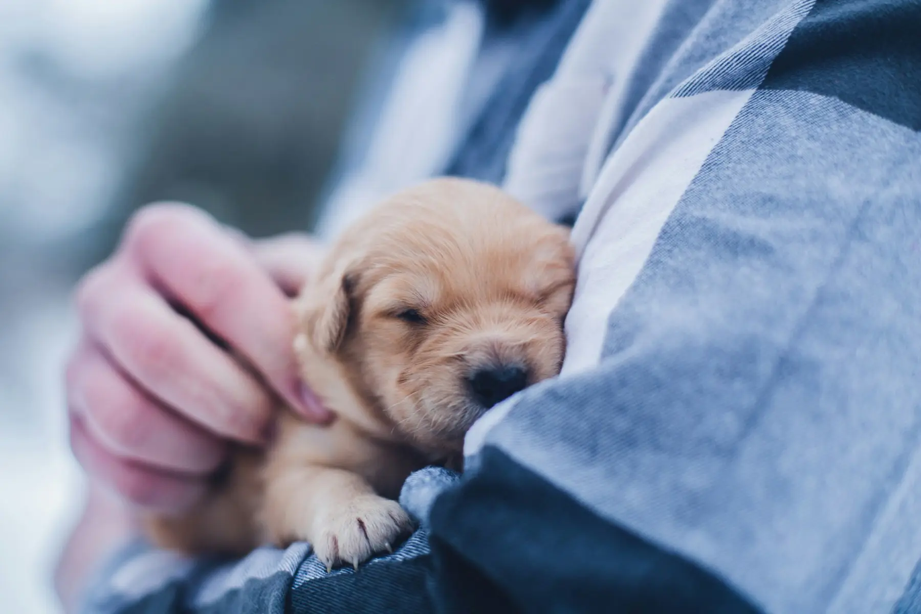 A newborn puppy cradled in a pair of hands