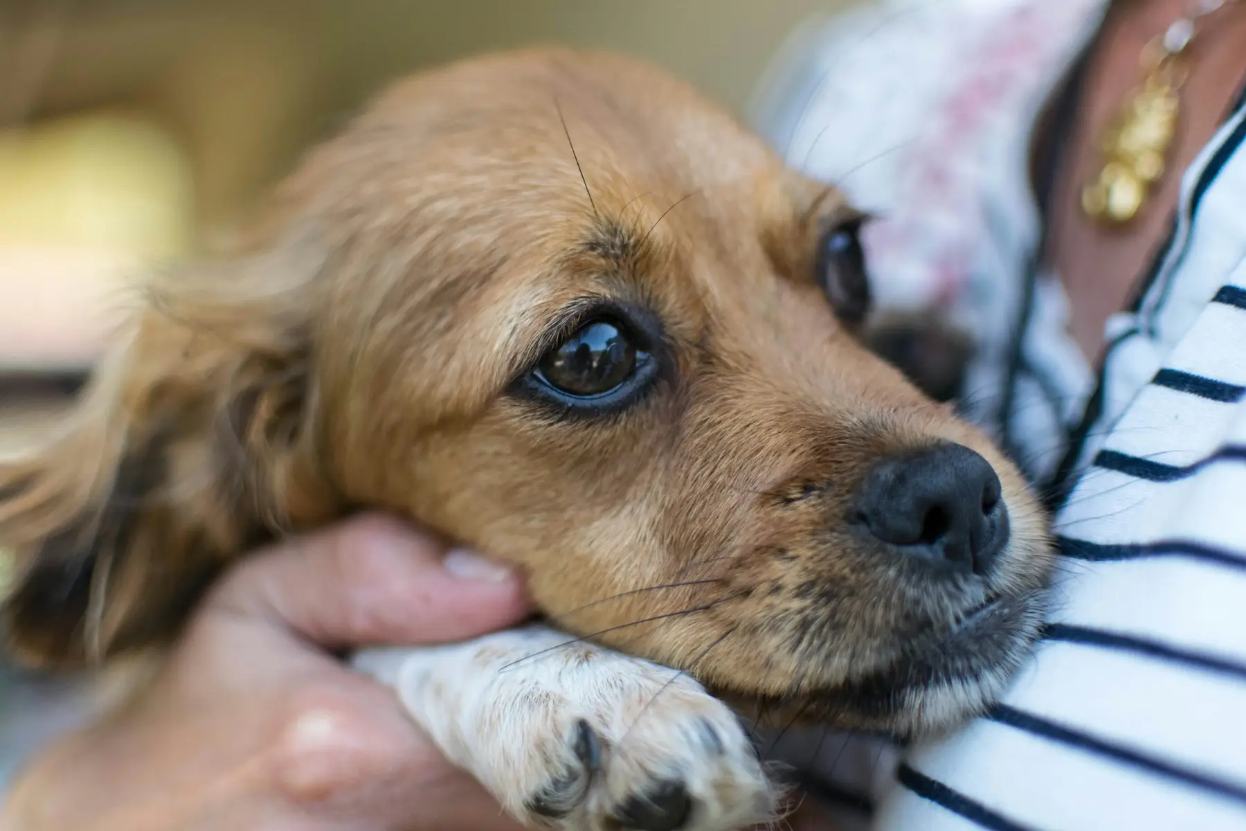 A puppy held against its owner, looking past the camera