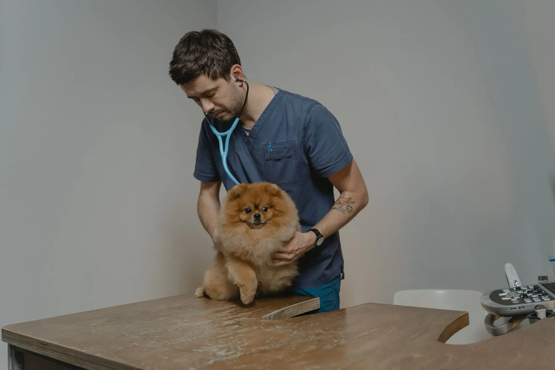 A vet holding a small dog steady while listening through a stethoscope